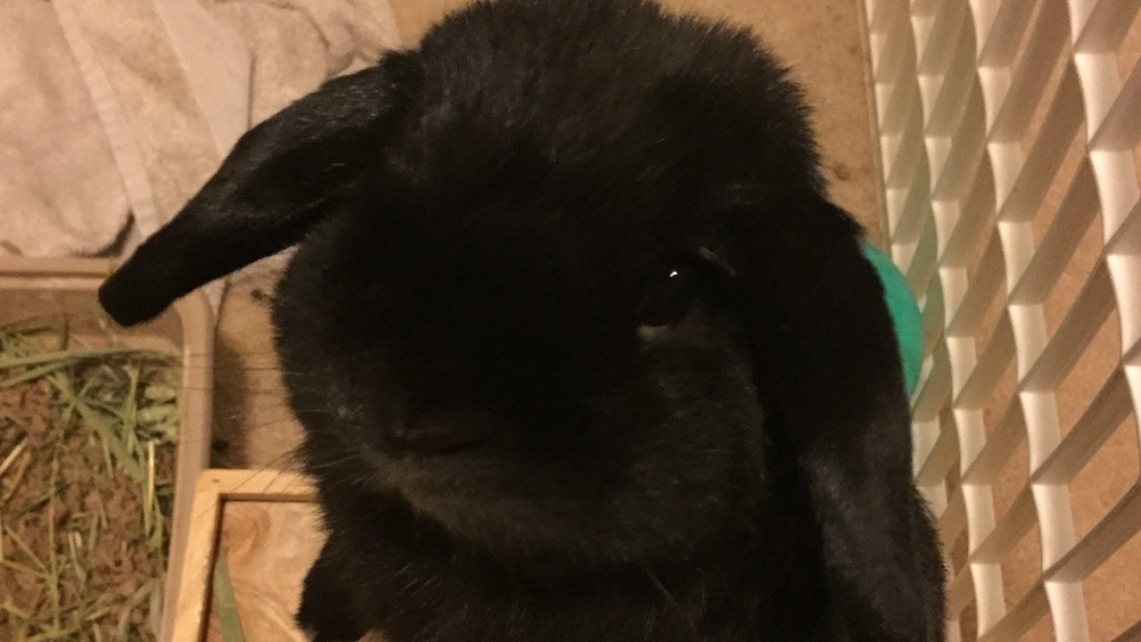 Petition · Justice For Jet United States ·