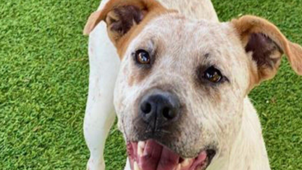 Petition · WE THE CITIZENS OF LEE COUNTY DEMAND CHANGE! WE DEMAND LCDAS