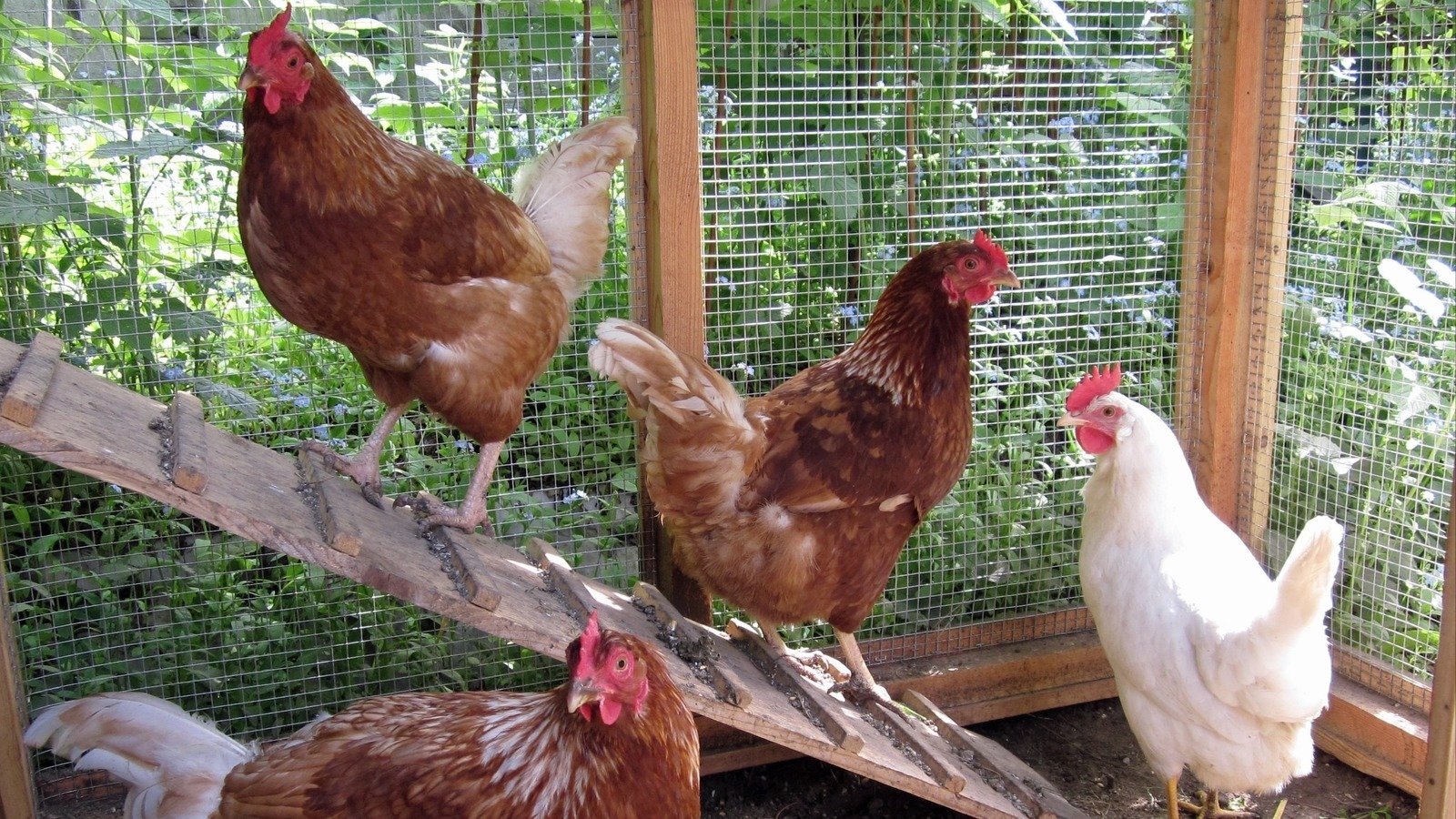 Petition · Change Ordinance 55 . 05 of Altoona, IA City Code to Allow