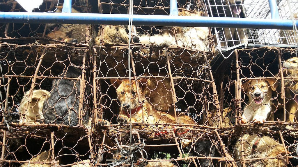 Petition · Shut down the Cruel Yulin Dog meat Festival Forever ·