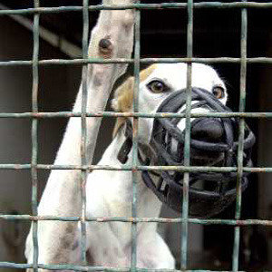 Petition · Stop government funding for greyhound racing abuse ...