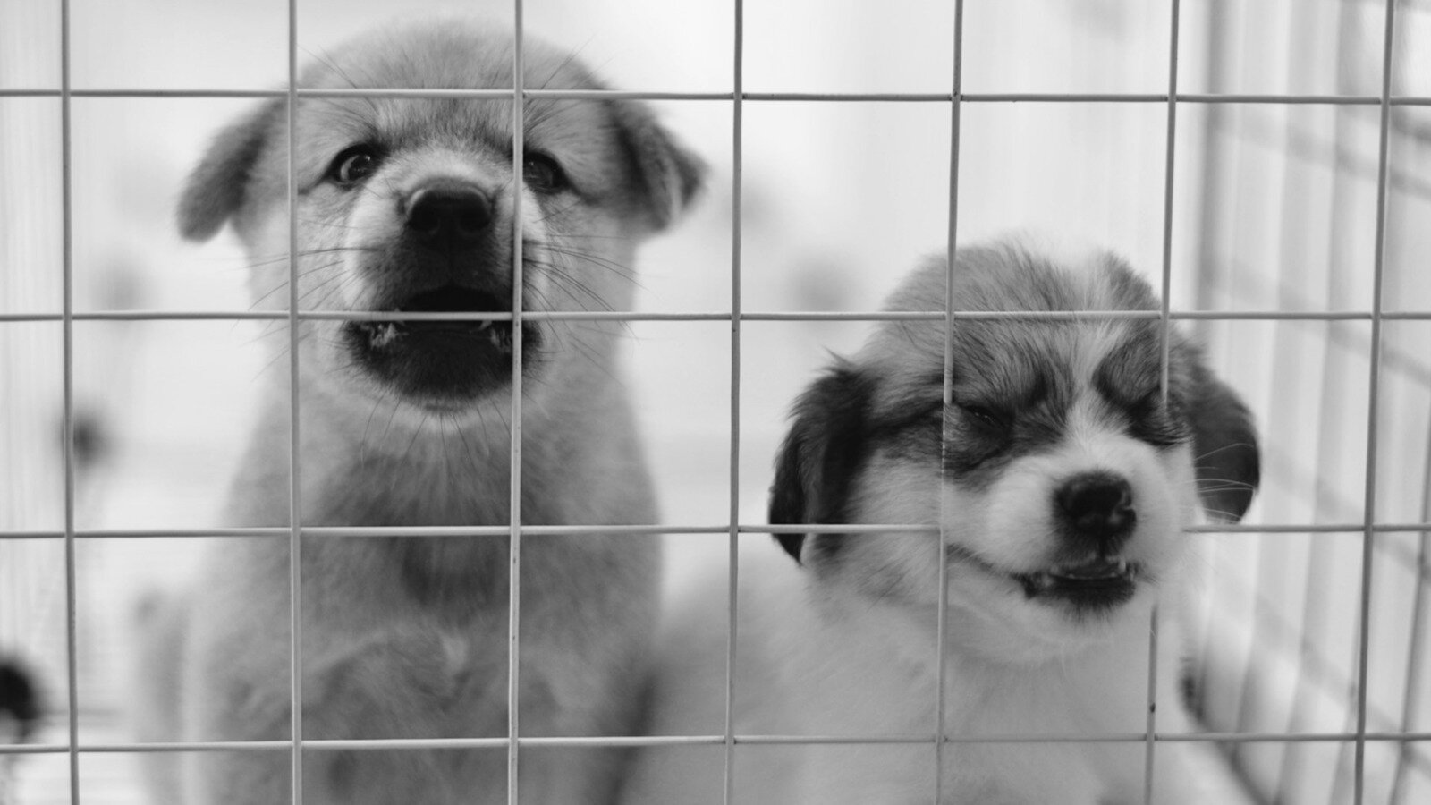 Petition · Strengthen Ohio's Puppy Mill Laws to Protect Dogs and Owners ...