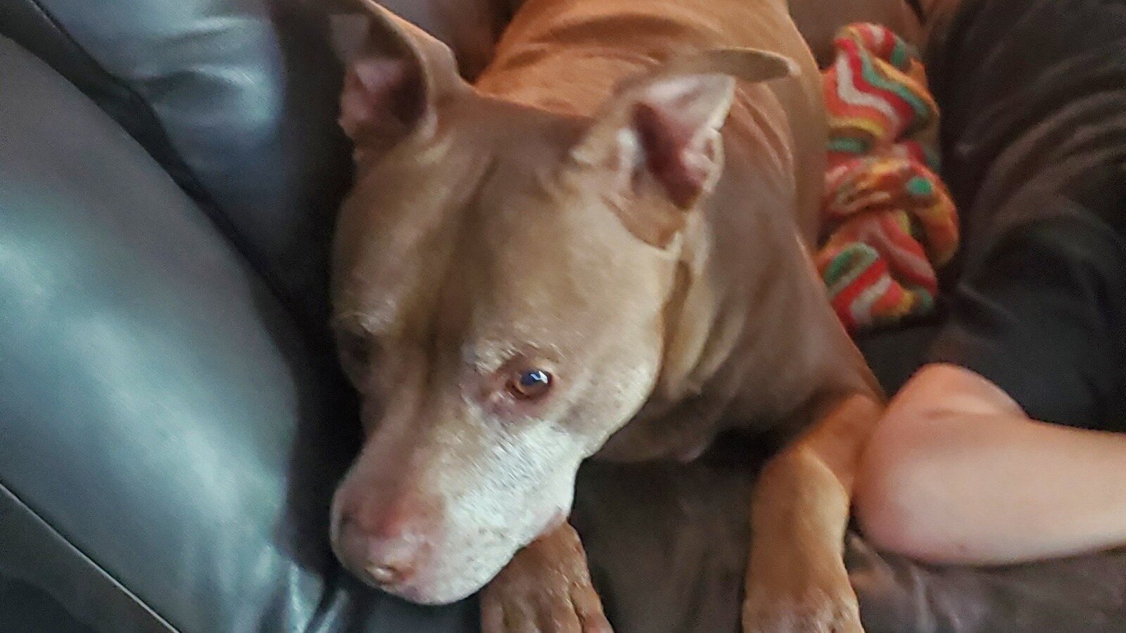 Petition · Change the laws to make it harder for cities to kill dogs