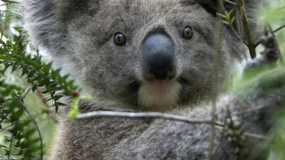 Petition · Koalas dying out United States ·