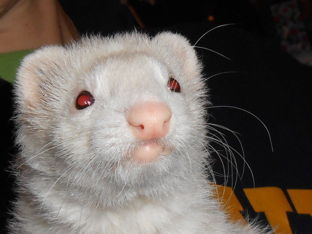 Petition · The California Government Legalize ferrets. United States