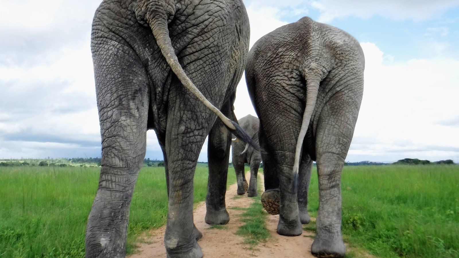 Petition update · Let's keep sharing to PROTECT OUR ELEPHANTS! ·