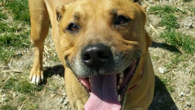 Petition Stop Breeding Profiteering Save The Dogs United States