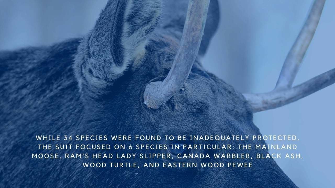 Petition · Protect Endangered Mainland Moose by designating Core