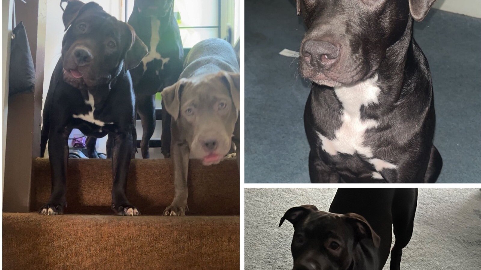 Accusing Dogs Petition · Return Wrongfully Accused Dogs to Their Rightful Owner ...