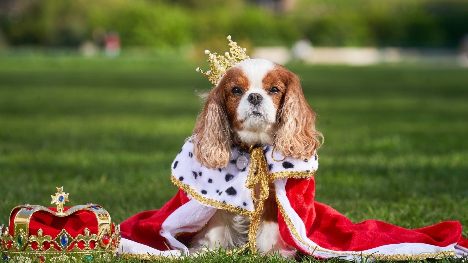 Petition · Open your doors to ALL on four paws this Coronation Weekend