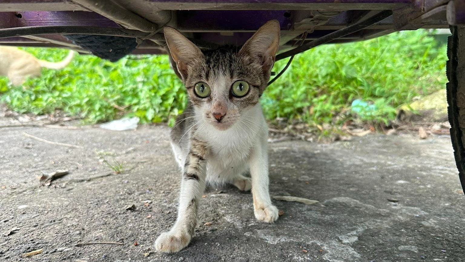 Petition · Project ReloCAT - Philippines · Change.org