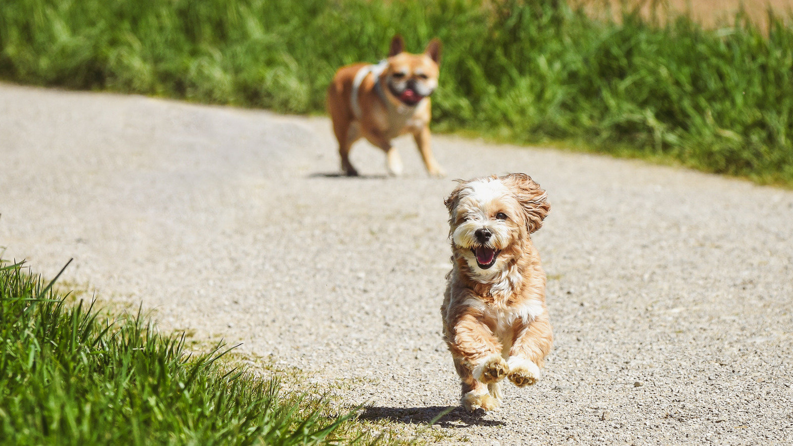 Petition · New Safe Accessible DOG PARK for Whitehorse Yukon Canada
