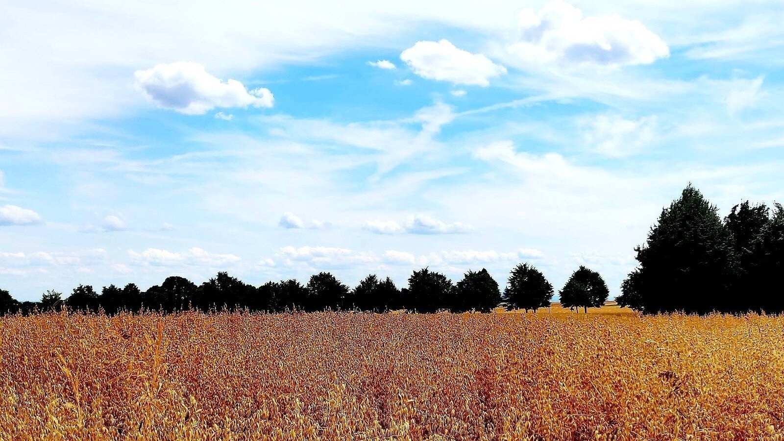Petition · Weizen statt Beton - Rettet unser fruchtbares Ackerland ...
