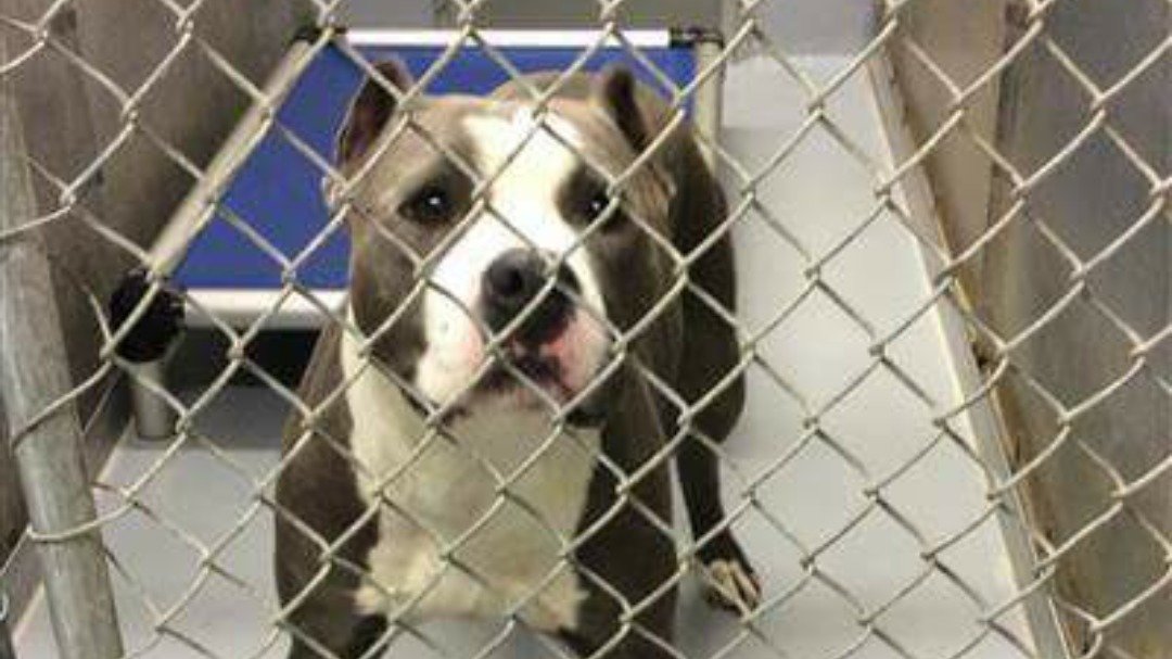 Petition · Ban "Backyard Breeding" in NC United States ·