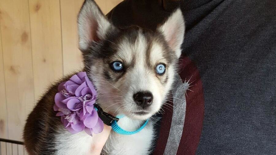 Petition · Stop the sale of puppies at Canton Texas Dog Alley Canton, United States ·