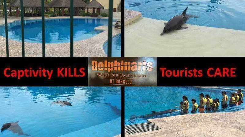 Peion Management Board Of Barceló Maya Beach Resort State Stop Dolphin Swimming Programs In Dolphinaris At Barceló Maya Beach Resort Mexico