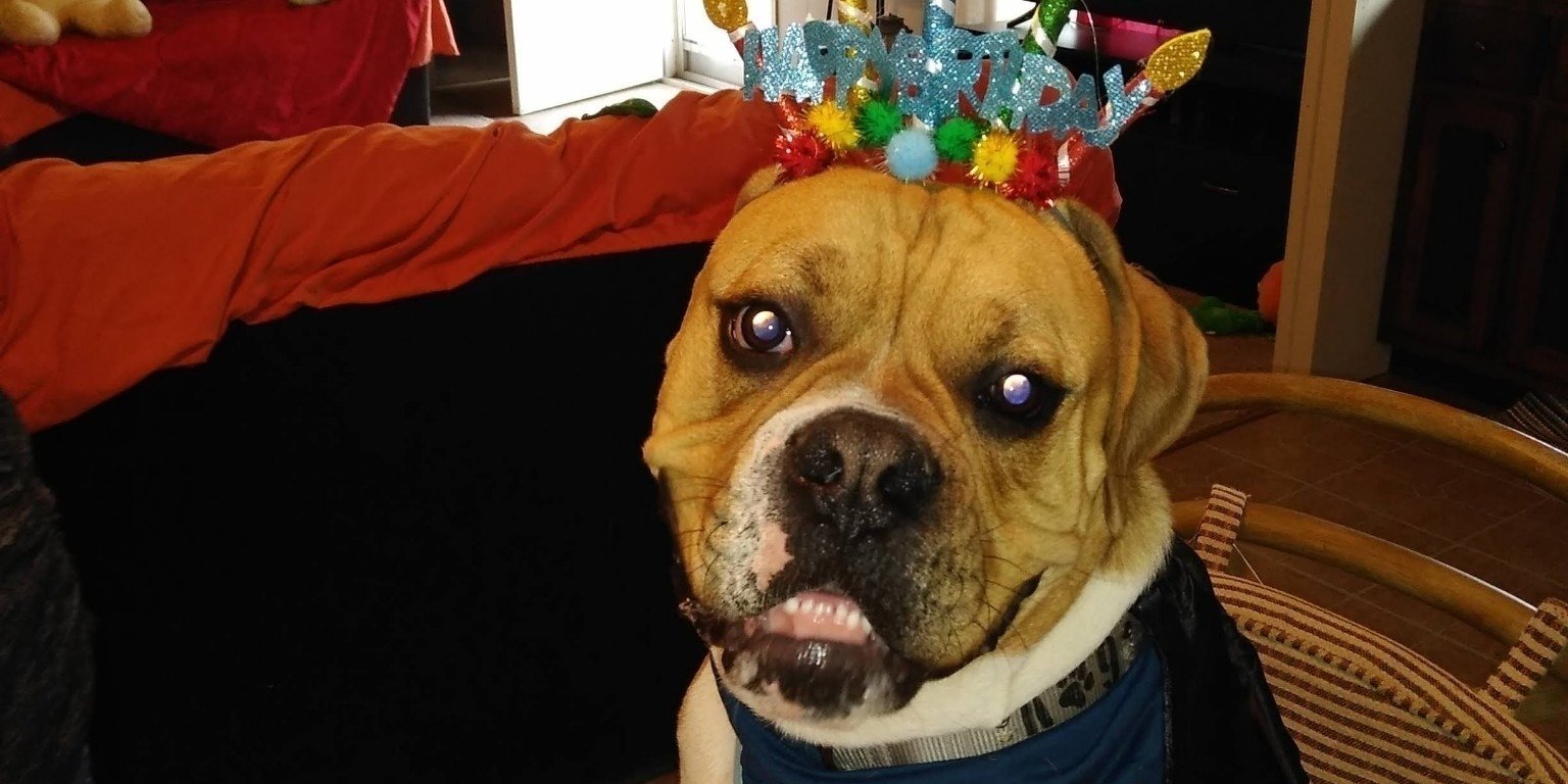 Petition · Stop Police shooting our dogs United States ·
