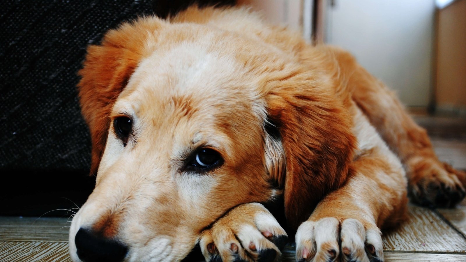 Petition · New law that will ban pet stores in Tennessee from selling