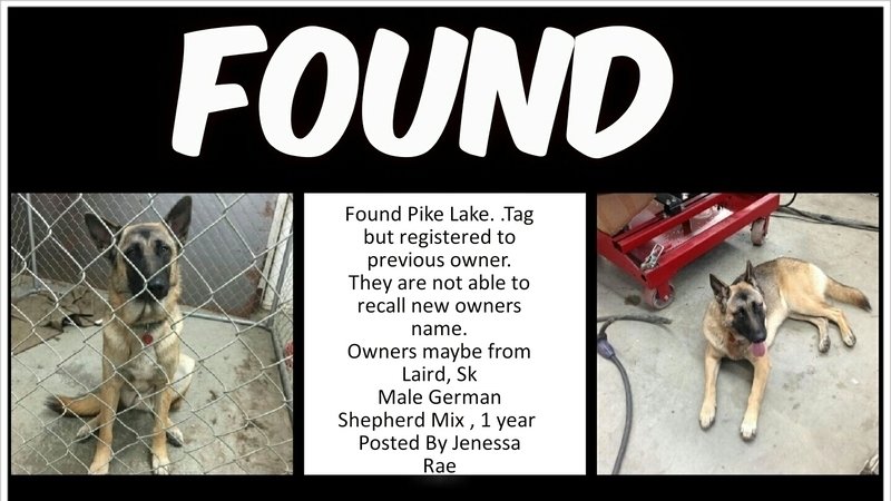 found pets spca