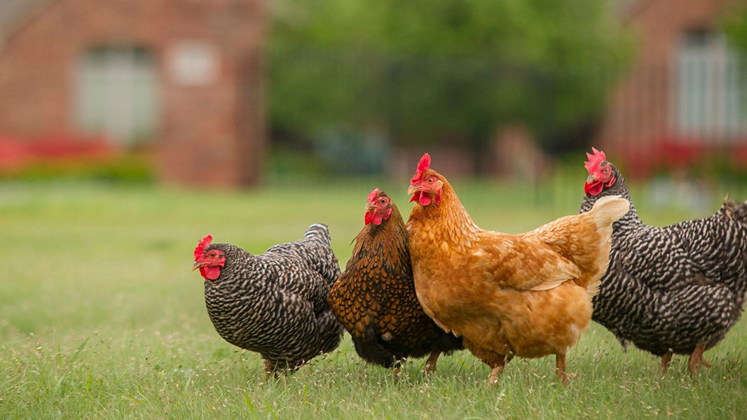 Petition · Allow backyard chickens (Hens only) into Crystal Lake