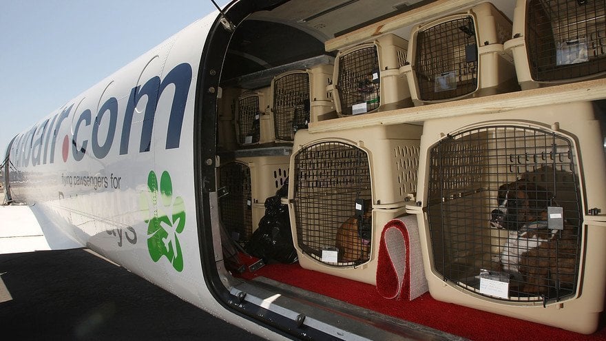 Petition Pets Within Crates In Domestic Airlines Should Be Allowed In Petition Pets Within Crates In Domestic Airlines Should Be Allowed In