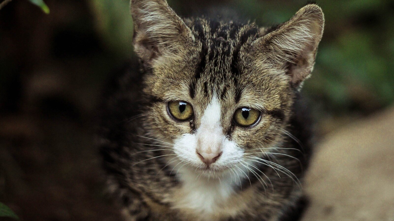 Petition · Save a Cat's Life Increase Funding for Connecticut's Animal