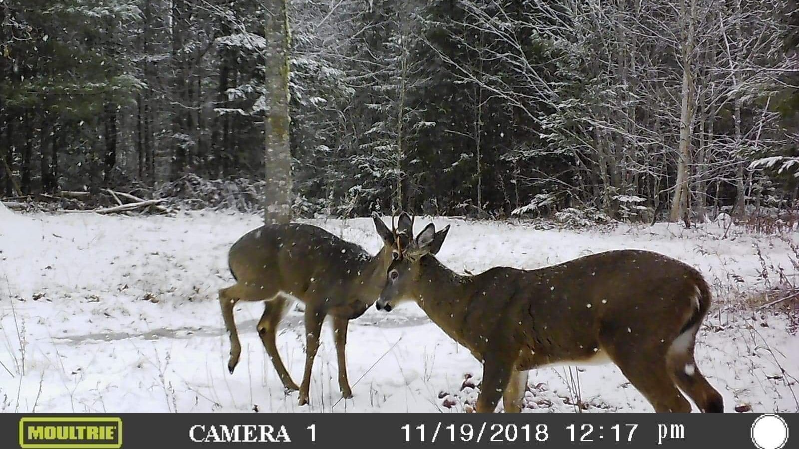 SUNDAY HUNTING Nova Scotia Hunting Forum