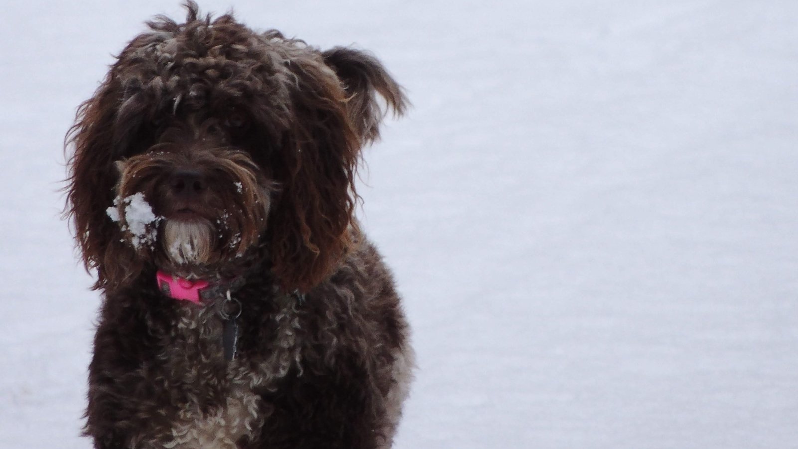 Petition · Dog groomers are an essential service! ·