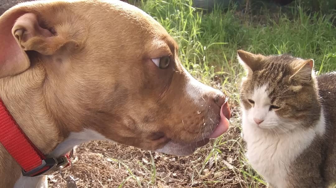 Petition · Tell the BC government you want the Residential Tenancy Act amended to allow pets