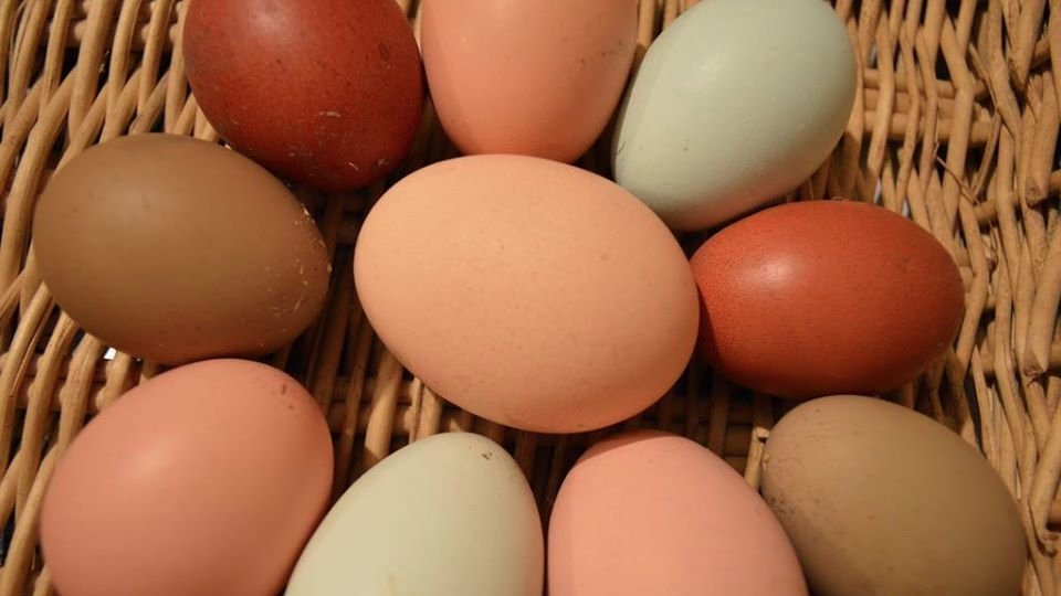 Petition · Township of Langley Mayor and Council please allow Urban