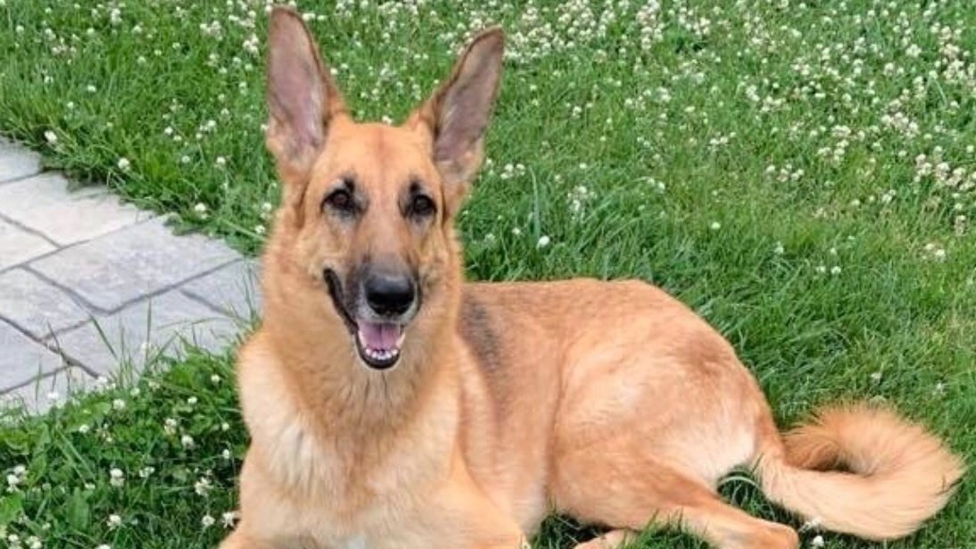 Petition End Petsmart Animal Cruelty Canada Change petition-end-petsmart-animal-cruelty-canada-change