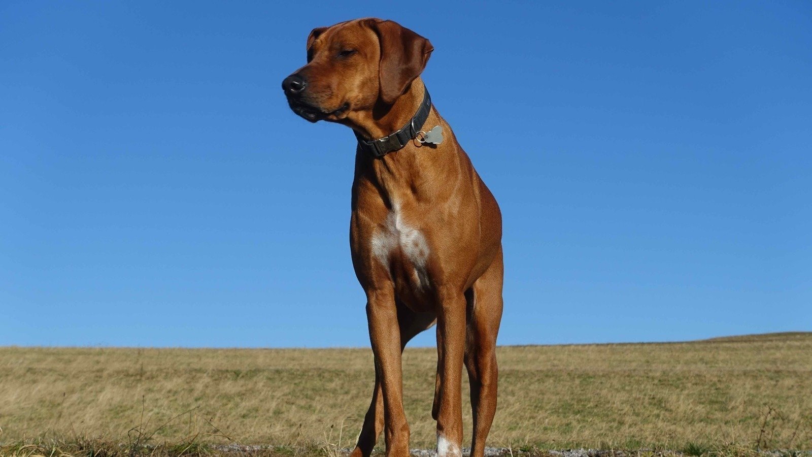 Petition · Rasergesetze und strengerer Bußgeldkatalog für Deutschland