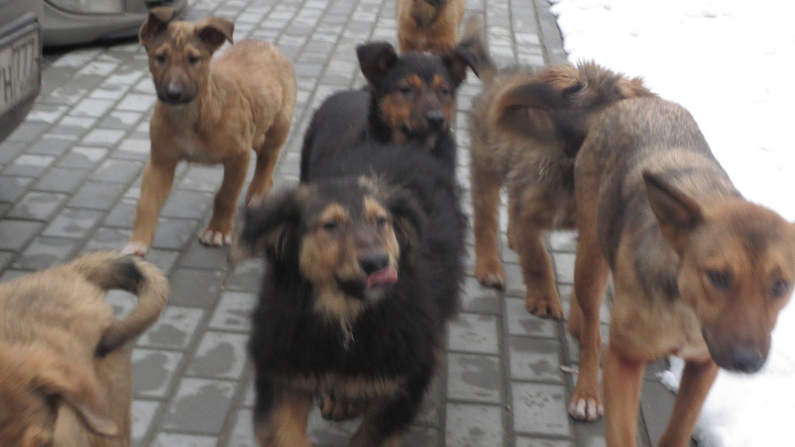 Ищу старого или нового хозяина собаки. Город гомель последняя неделя найденных животных. Город гомель последняя неделя найденных животных. Найдена собака бавыкино. Приют для животных миасс.