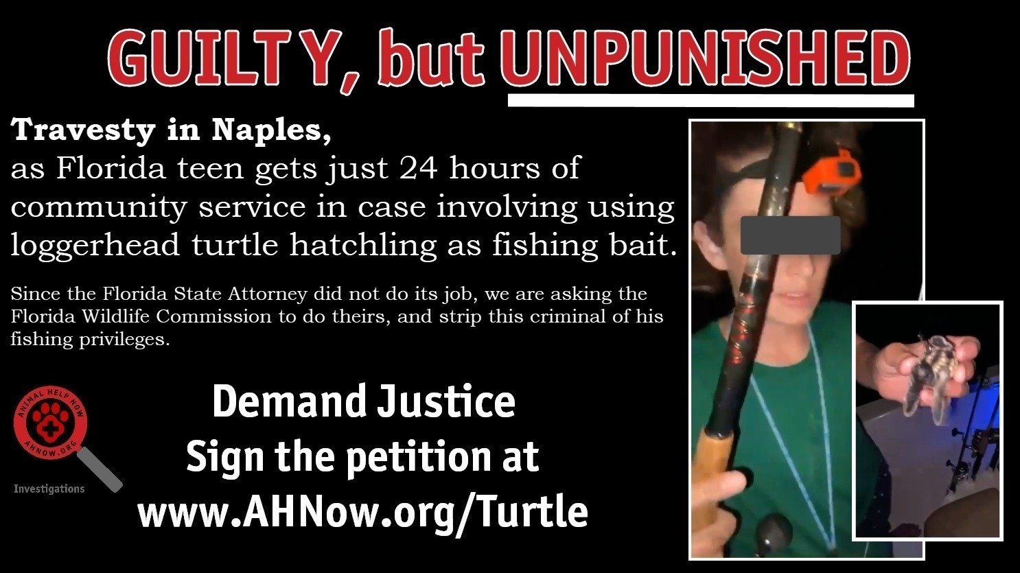 Petition · UPDATE: PETITION ON HOLD Killer of Baby Sea Turtle Gets Slap