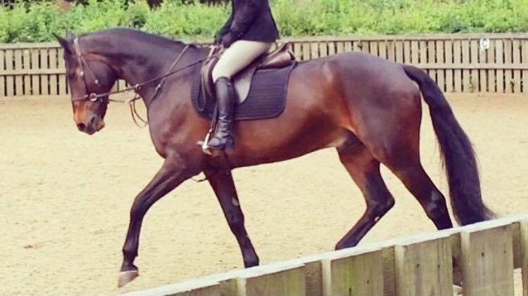 Petition · FEI: Allow both bitted and bitless horses to compete in ...