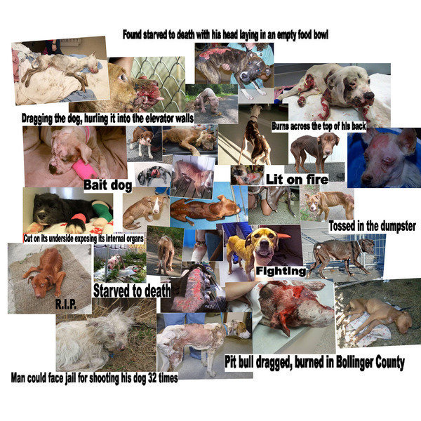 Petition · Get FELONY PROVISIONS in the animal cruelty laws in Idaho