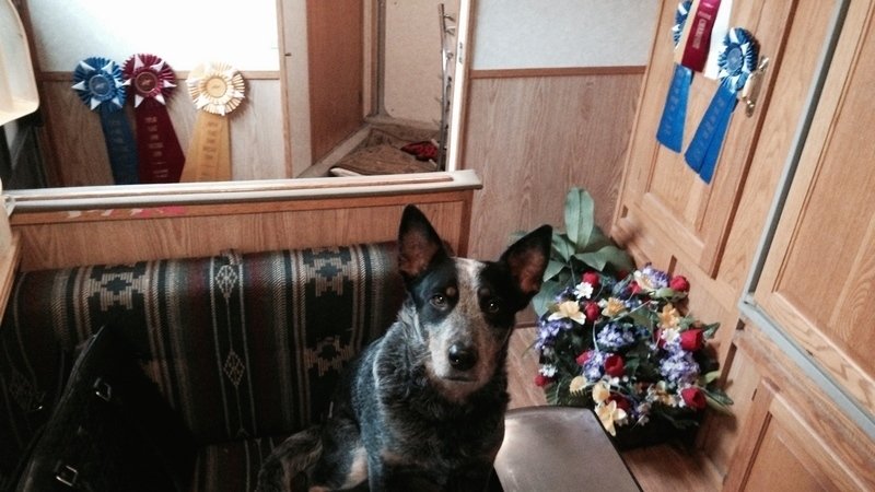 Get Amber the Service Dog home for Christmas!