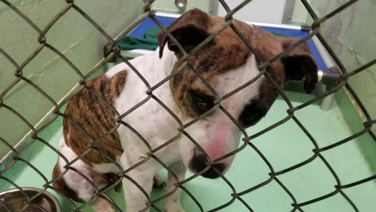 Petition · Give dogs in pounds a comfortable environment. ·