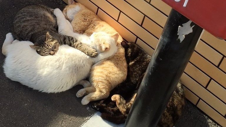 Clowder Definition Petition · Rename a Group of Cats From a Clowder to a Cuddle - United ...