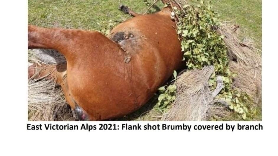 Petition · BAN the AERIAL and GROUND SHOOTING of Australian WILD HORSES Kilsyth, Australia