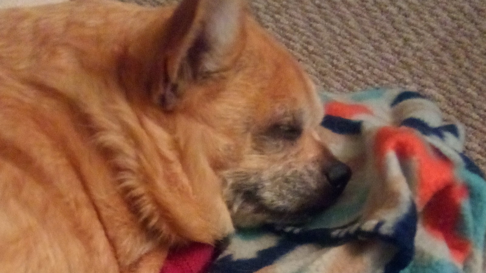 Petition · My Dog Died After Taking Bravecto Flea Medication Take It