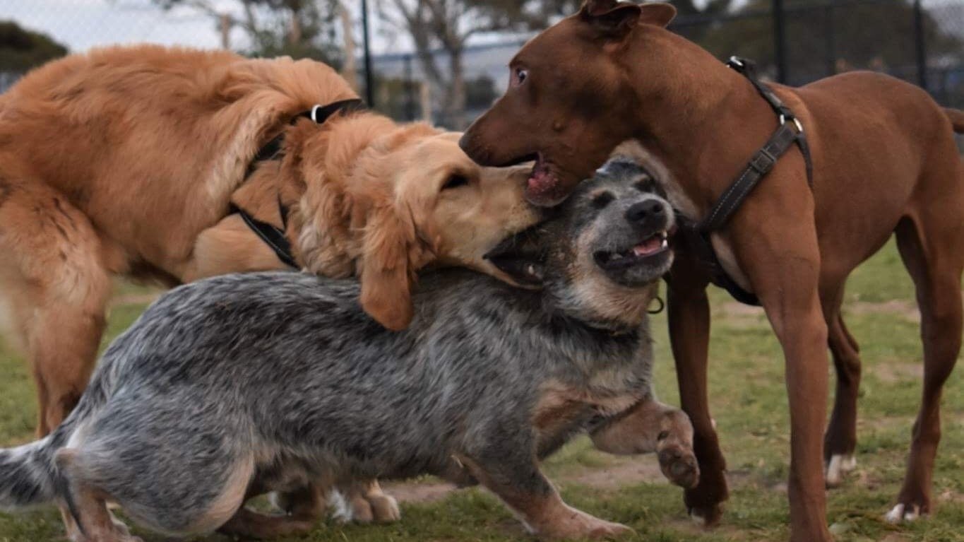 Petition · Obtain two bins at Aldinga Dog Park Aldinga Beach