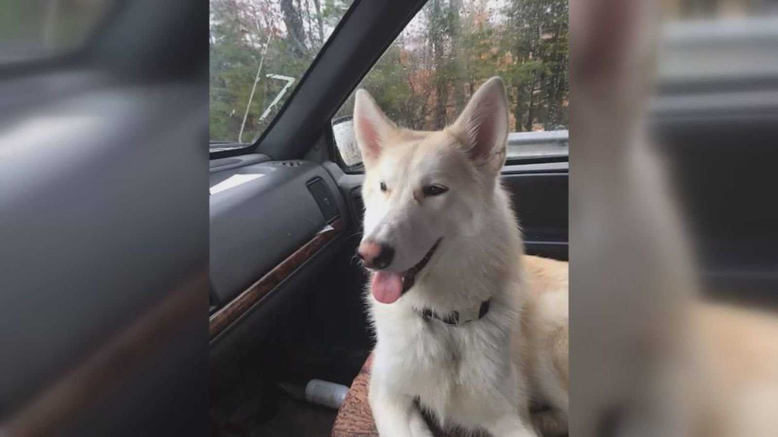 Petition · VA Veteran fighting for his dog's life ·