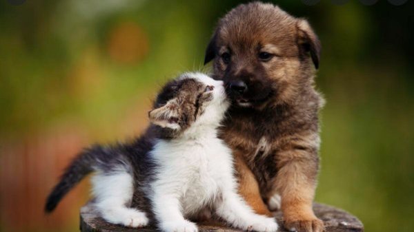Topic Aspca Change Org Topic Aspca Change Org