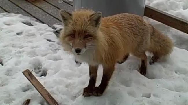 Petition · Restore the Youtube Account of Pam Aus - United Kingdom ...