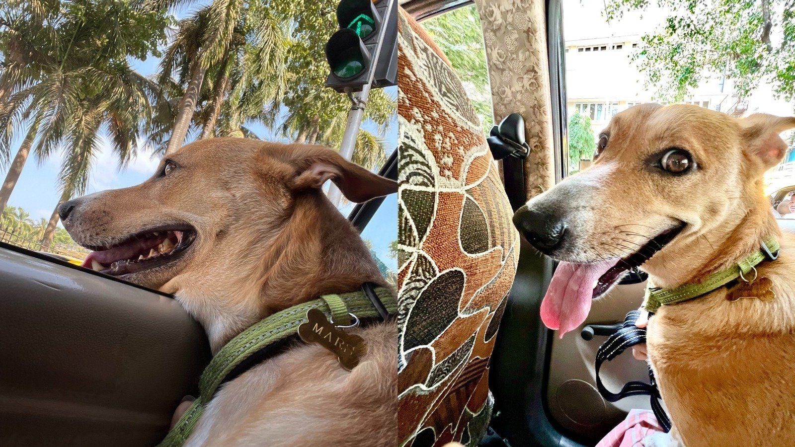 Petition · Pet Friendly Ubers & Olas! India ·