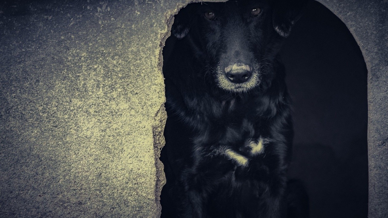 Petition · Save Family Pets Rights for responsible dog owners who