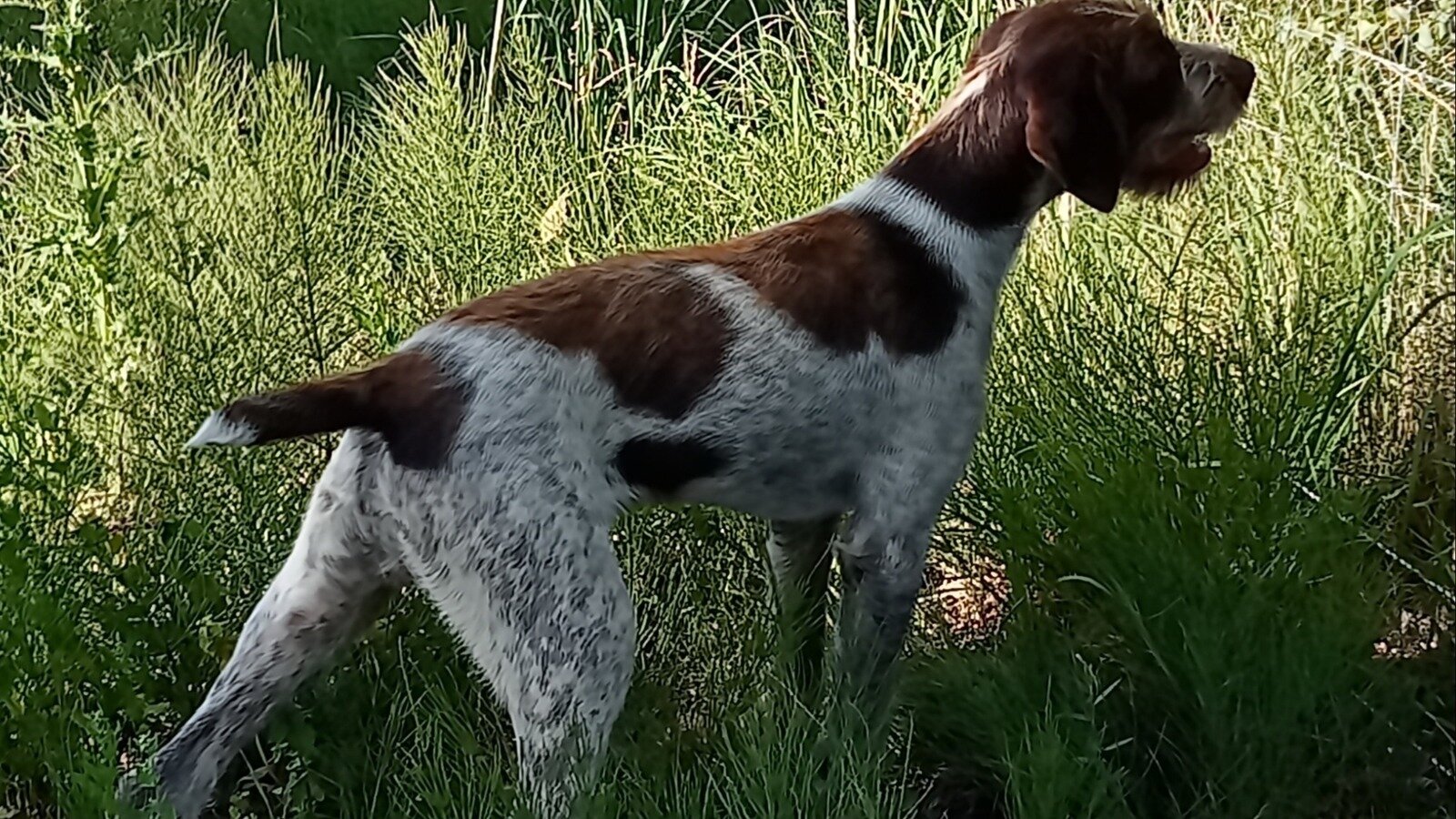 Petition · Change the ridiculous and unnatural dog breeding regulations