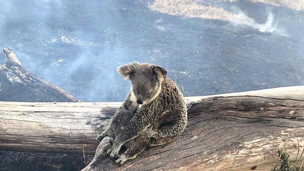 Petition · Stop the Wallarah 2 Mine from impacting vital Koala habitat