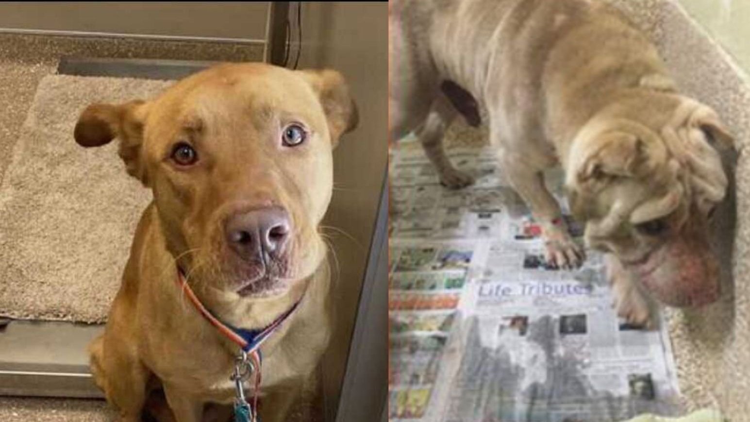Petition · Pets Lifeline Sonoma, United States ·